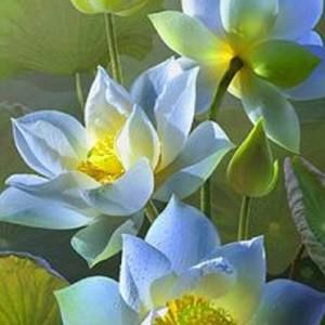 Meet your Posher, Ngọc huệ